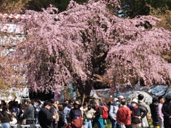 20260321���Ń����p���o�[���@����1